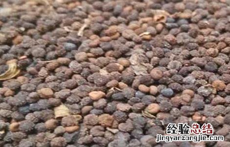 白花菜子的功效与作用白芥子的功效与作用 白花菜子的功效与作用