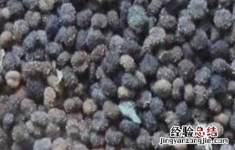 白花菜子的功效与作用白芥子的功效与作用 白花菜子的功效与作用
