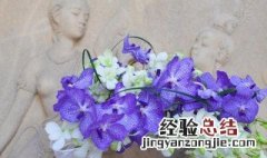 四月适合种什么花种 四月份适合种什么花种