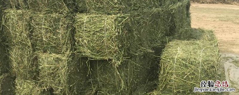苜蓿草怎么烘干 苜蓿草怎么烘干给兔子吃