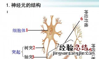 效应器由什么组成 送给需要的你