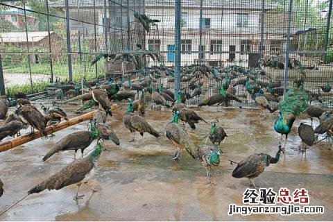 种植养殖致富项目 4个养殖致富项目，收益高成本低