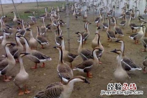 种植养殖致富项目 4个养殖致富项目，收益高成本低