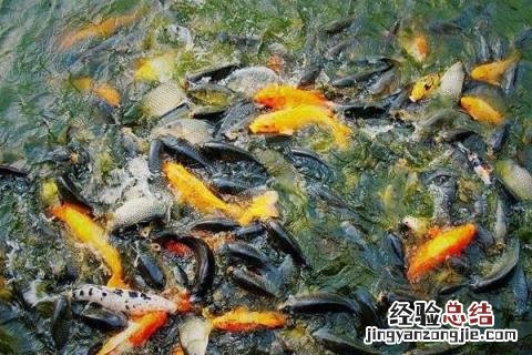水产品养殖什么好养,分别介绍几种类型