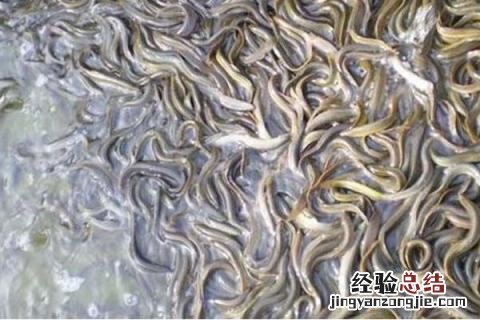 水产品养殖什么好养,分别介绍几种类型