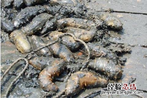 水产品养殖什么好养,分别介绍几种类型