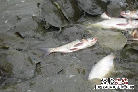 水产品养殖什么好养,分别介绍几种类型