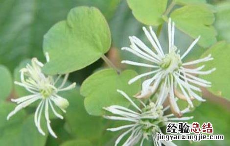 石椒草的功效与作用 石椒草的功效与作用