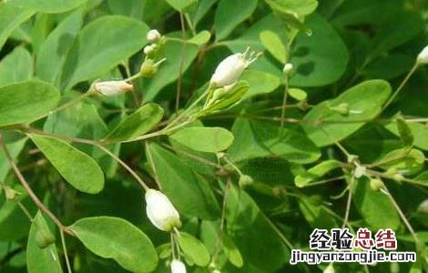 石椒草的功效与作用 石椒草的功效与作用