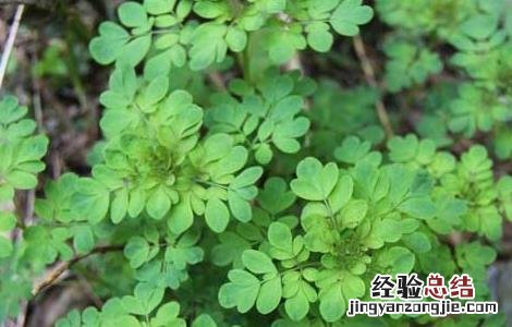 石椒草的功效与作用 石椒草的功效与作用