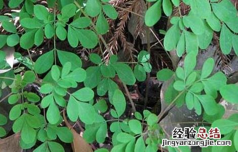 石椒草的功效与作用 石椒草的功效与作用