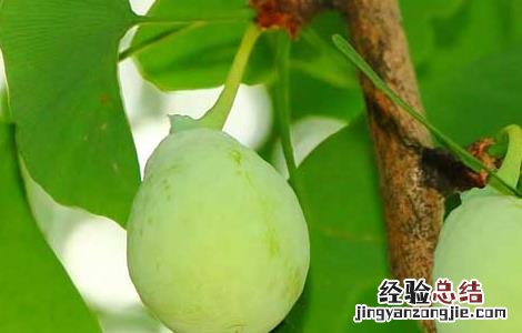 白果叶的功效与作用小孩可以吃吗 白果叶的功效与作用