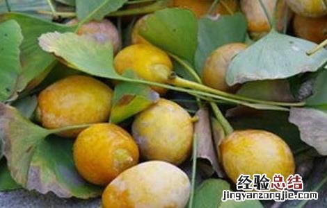 白果叶的功效与作用小孩可以吃吗 白果叶的功效与作用