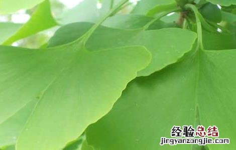 白果叶的功效与作用小孩可以吃吗 白果叶的功效与作用