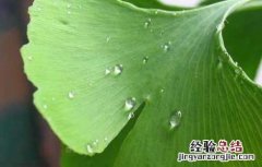 白果叶的功效与作用小孩可以吃吗 白果叶的功效与作用