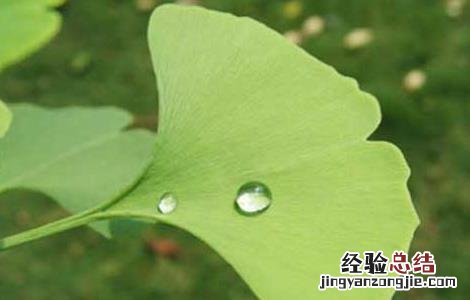 白果叶的功效与作用小孩可以吃吗 白果叶的功效与作用