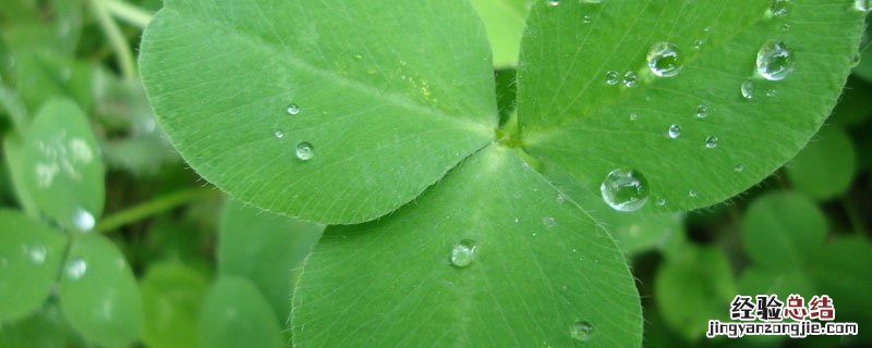 苜蓿草能水培吗 苜蓿草在水里种可以吗