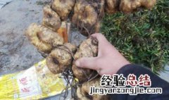 黄精怎么食用最好 黄精如何食用比较好