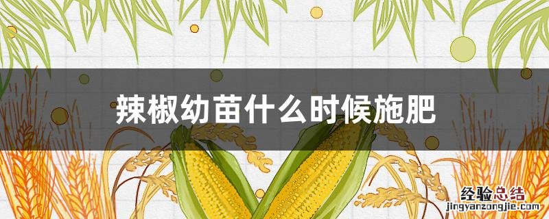辣椒幼苗什么时候施肥 辣椒苗何时施肥