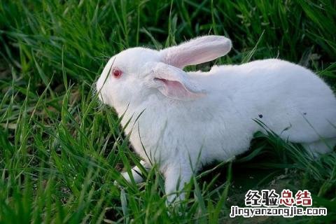 农村养什么兔子合适，市场需求量又大