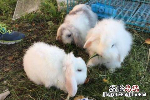 农村养什么兔子合适，市场需求量又大