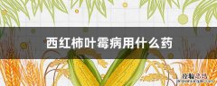 西红柿叶霉病用什么药 西红柿霉菌病打什么药