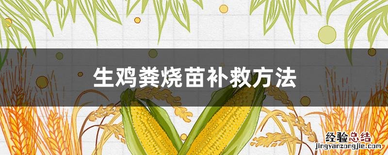 大棚鸡粪烧苗怎么补救 生鸡粪烧苗补救方法