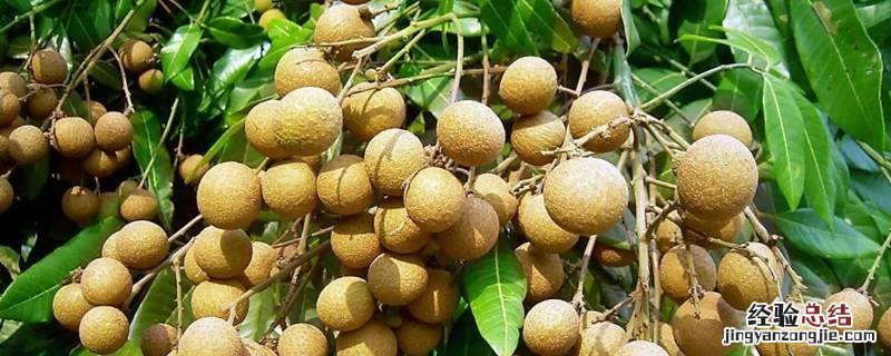 龙眼是什么 龙眼是什么水果