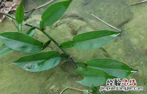 石柑子的功效与作用 石柑子的功效与作用图片