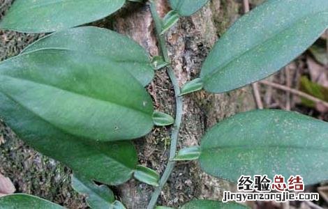 石柑子的功效与作用 石柑子的功效与作用图片