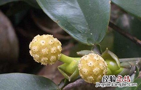 石柑子的功效与作用 石柑子的功效与作用图片