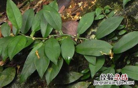 石柑子的功效与作用 石柑子的功效与作用图片