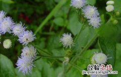 胜红蓟的功效与作用 胜红蓟的功效与作用禁忌