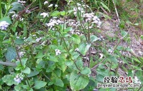 胜红蓟的功效与作用 胜红蓟的功效与作用禁忌