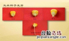 玉米种子发芽需要多长时间 答案在这里
