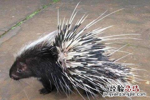 豪猪养殖前景怎么样,有什么养殖优势
