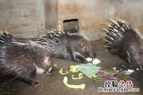 豪猪养殖前景怎么样,有什么养殖优势