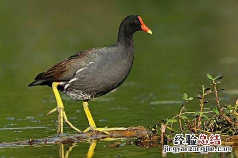 黑水鸡养殖前景，以及利润分析 养黑水鸡的一只利润有多少