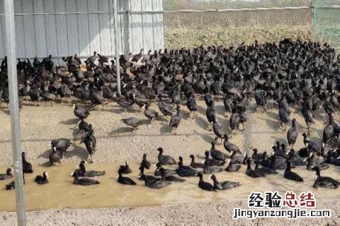 黑水鸡养殖前景，以及利润分析 养黑水鸡的一只利润有多少