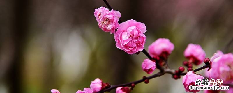 梅花的作用和特点 梅花有什么作用和特点