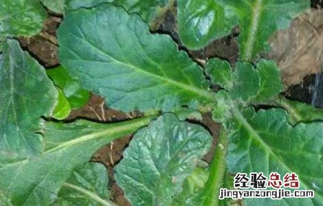青鱼胆草的功效与作用 青鱼胆草的功效与作用及禁忌