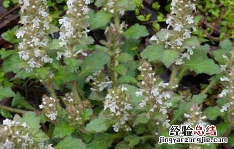 青鱼胆草的功效与作用 青鱼胆草的功效与作用及禁忌
