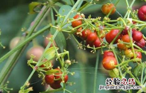 茜草藤的功效与作用 茜草藤归经功效