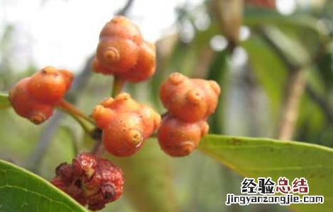 茜草藤的功效与作用 茜草藤归经功效