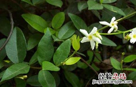茜草藤的功效与作用 茜草藤归经功效