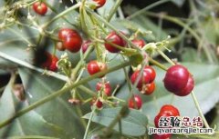 茜草藤的功效与作用 茜草藤归经功效