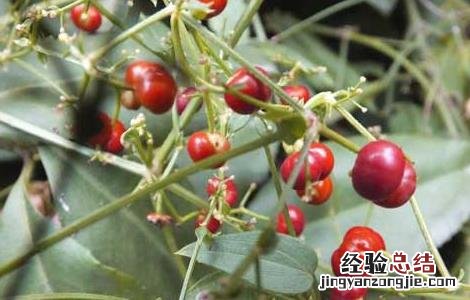 茜草藤的功效与作用 茜草藤归经功效