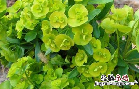 猫儿眼睛的功效与作用 猫眼睛功效及作用