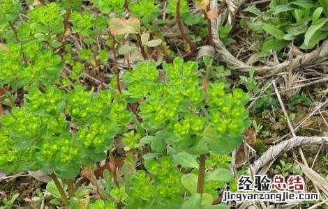 猫儿眼睛的功效与作用 猫眼睛功效及作用