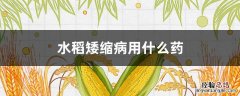 水稻矮缩病用什么药 水稻矮缩病用什么药最好治